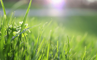 Spring into Summer Lawn Care Tips