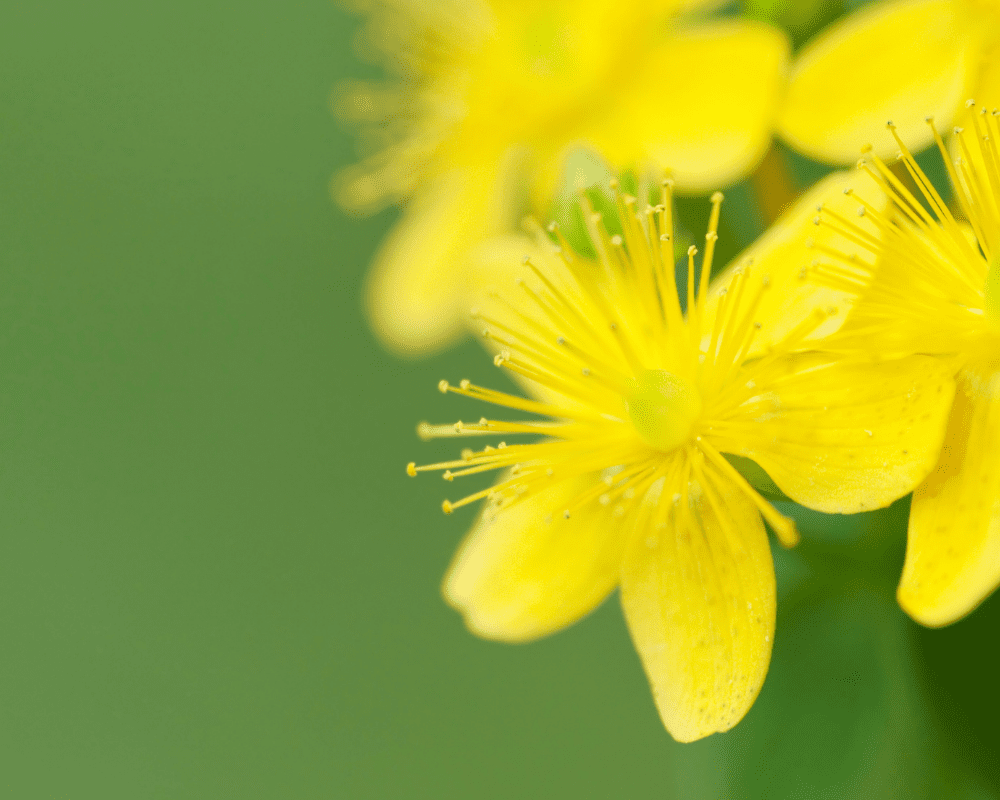 St. John's Wort, a summer blooming shrub option for San Antonio
