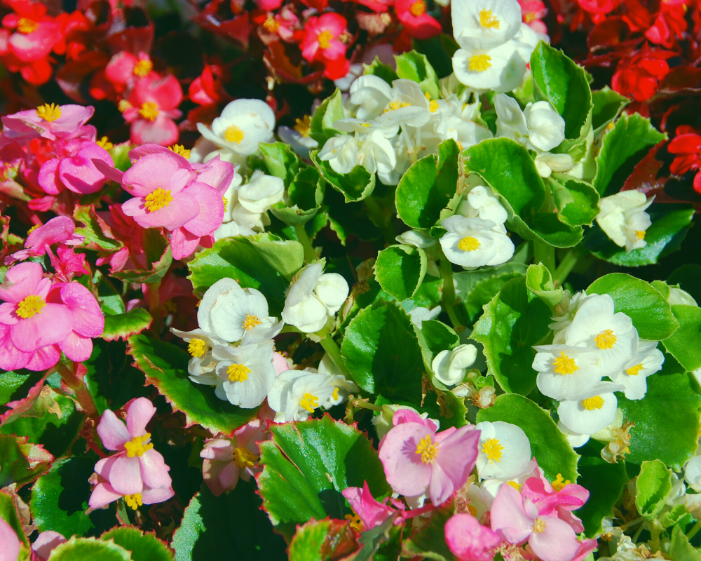 Wax begonia