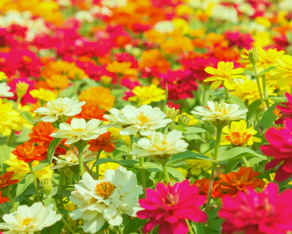 Zinnia, seasonal annuals