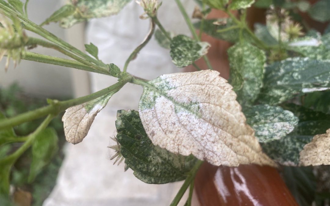 Lace bugs damage