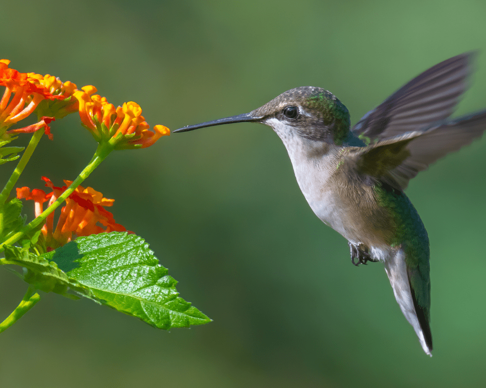 Hummingbird on Dallas Red Lantana