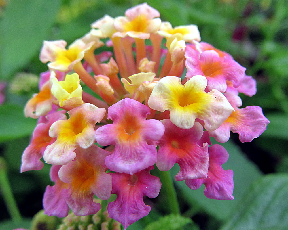 Confetti Lantana Brings Vibrant Color To Sunny Landscapes