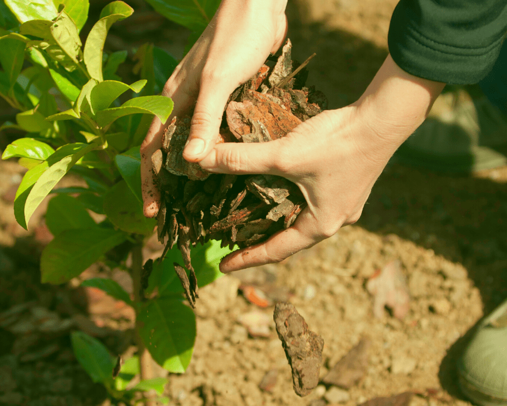 Planting in the garden. 