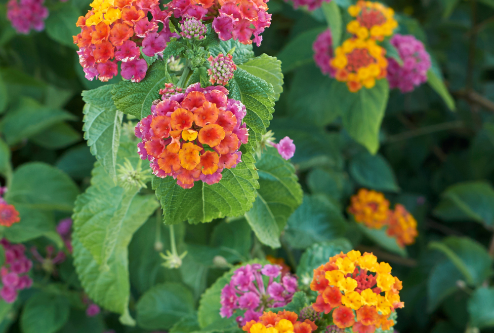 Irene Lantana: A Profuse Blooming Perennial