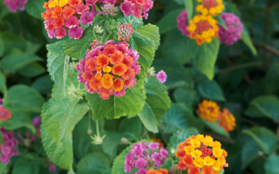 Irene Lantana: A Profuse Blooming Perennial