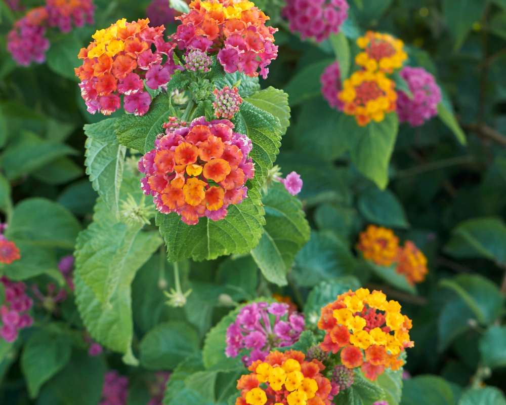 Bold Colors on Irene Lantana a Popular Evergreen Perennial Bold Colors on Irene Lantana a Popular Evergreen Perennial