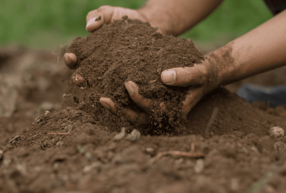 July in the San Antonio Vegetable Garden