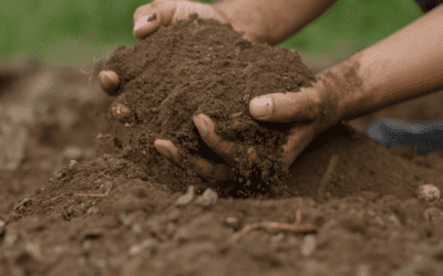 July in the San Antonio Vegetable Garden