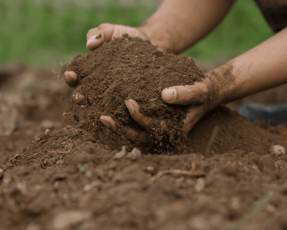 What to do about Vegetable Gardens in July in San Antonio, Texas