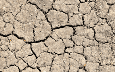 Drought Rescue Water: RX for Trees, Shrubs and Woody Perennials