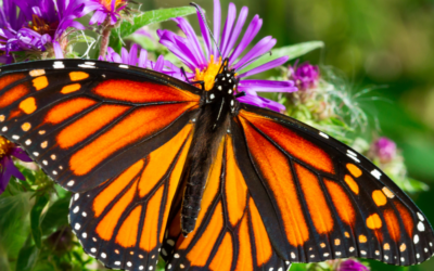 Prepare Now for Fall Migrating Pollinators!