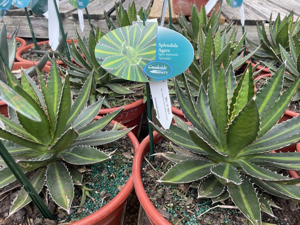Splendida Agave