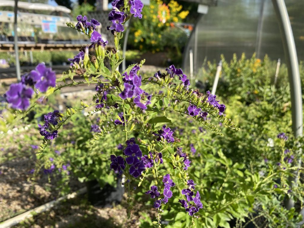 Duranta is a great fall flowering perennial plant.