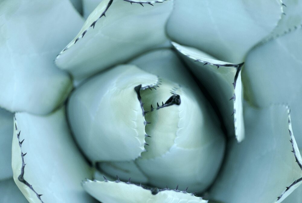 Agave: Planting and Drainage Tips