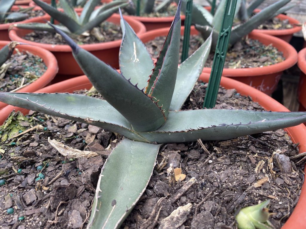Skarkskin agave.