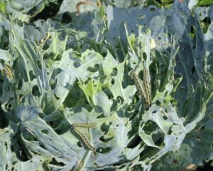 Cabbage loopers are problems and cause damage on cole crops