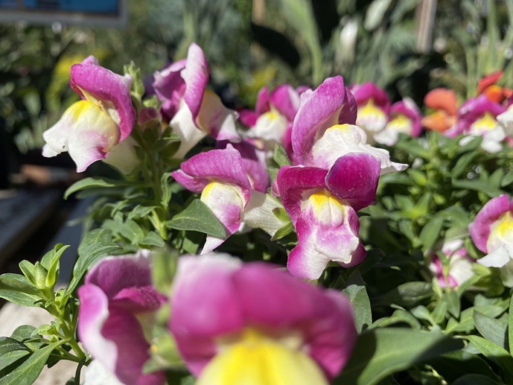 Snapdragons are great fall annuals