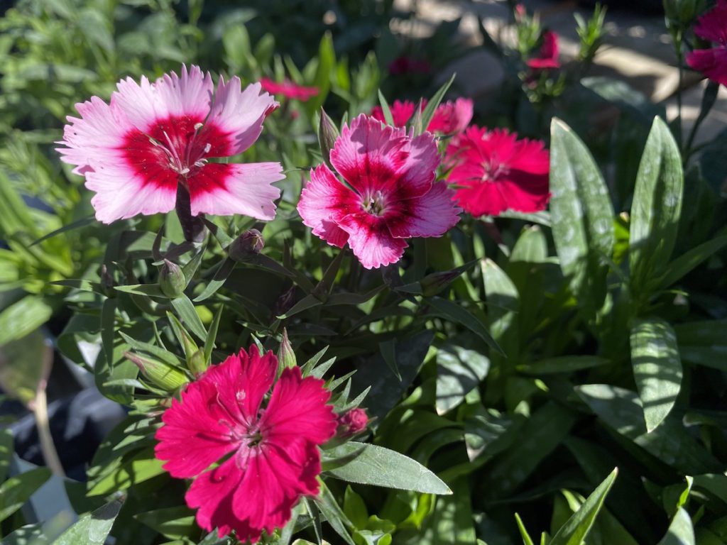 Dianthus are biennials