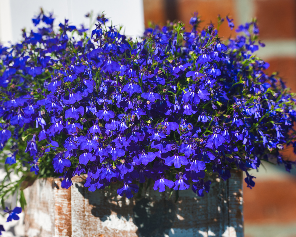 Lobelia are annuals that like cool weather like fall.