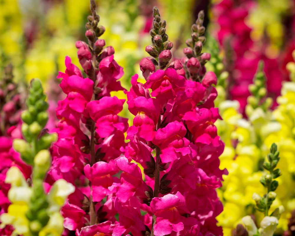 Highlighting some of our favorite fall annuals at Rainbow Gardens