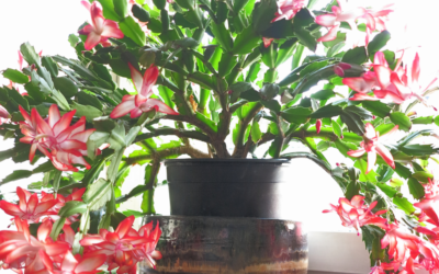 Schlumbergera: Christmas or Thanksgiving Cactus?