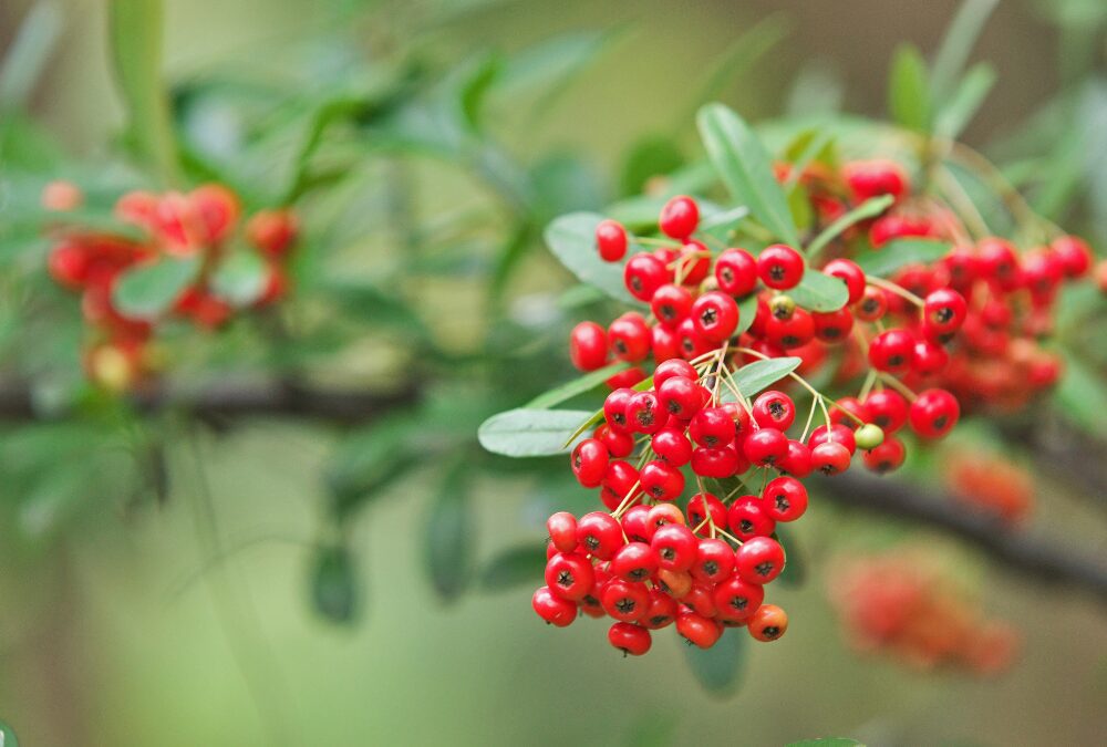 Winter Gardening Plans: What to do on the Break