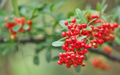 Winter Gardening Plans: What to do on the Break