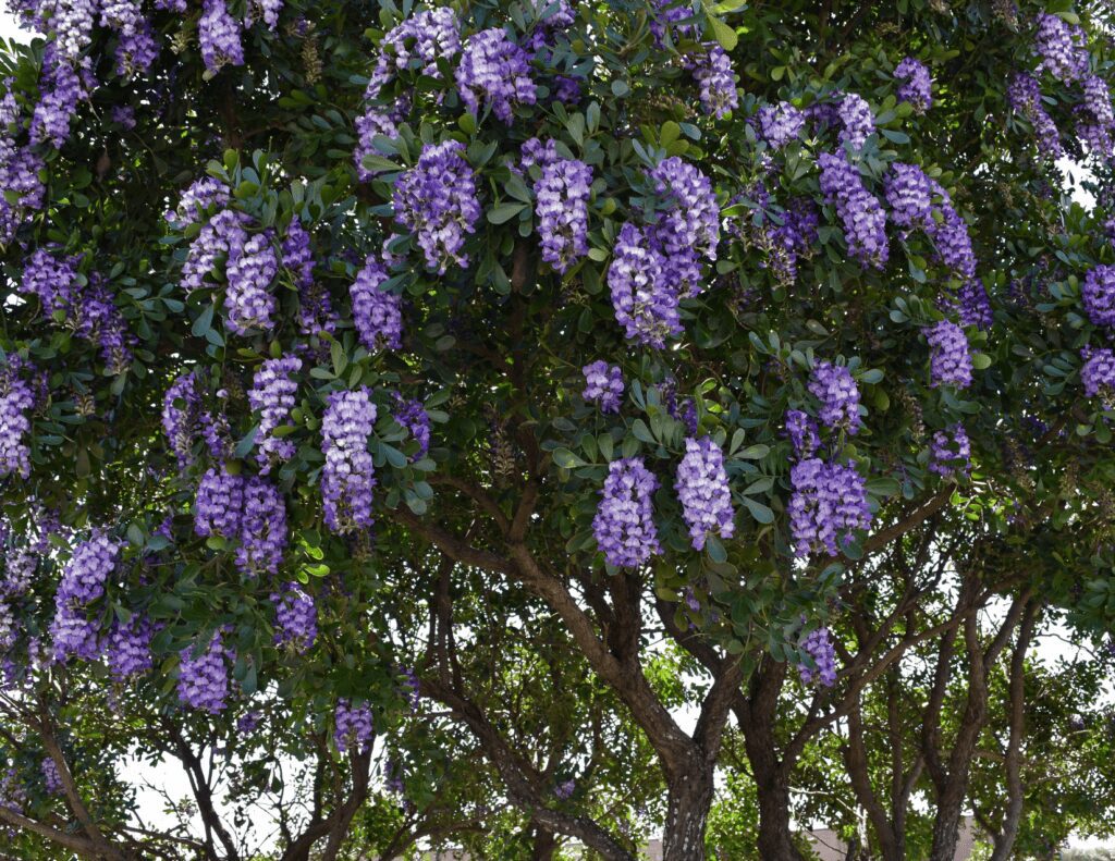 Mountain Laurels make great evergreen landscape plants.