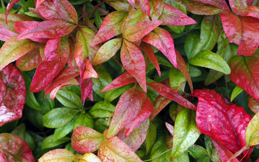 Nandina landscape plant.