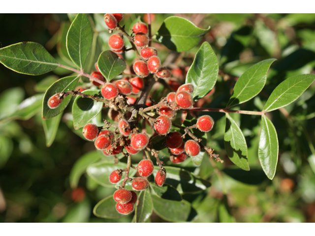 Evergreen landscape plant. 