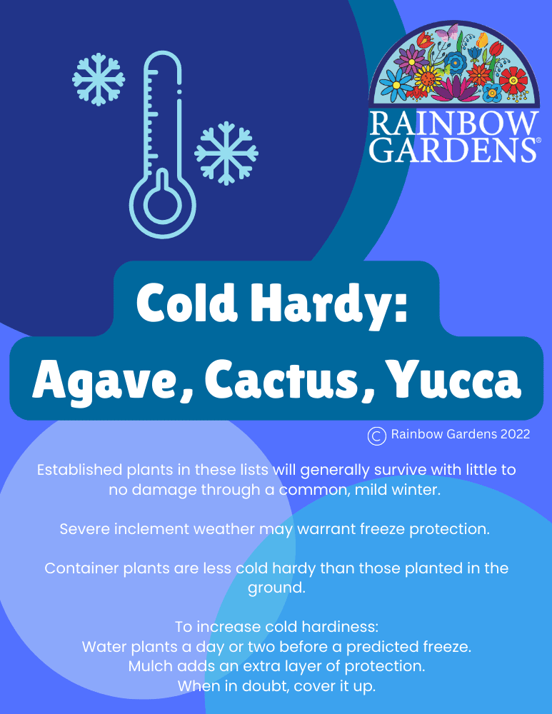 Cold-Hardy-Agave-Cactus-Yucca-image