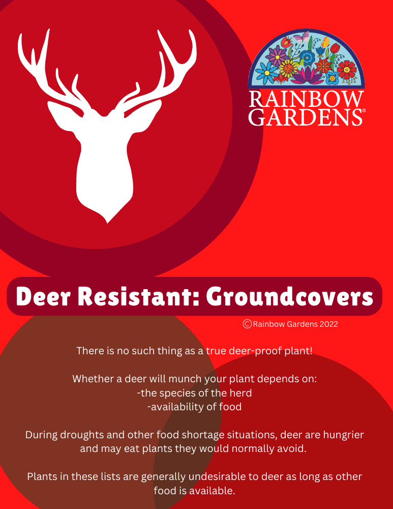Deer Resistant Plants: Groundcovers | Rainbow Gardens