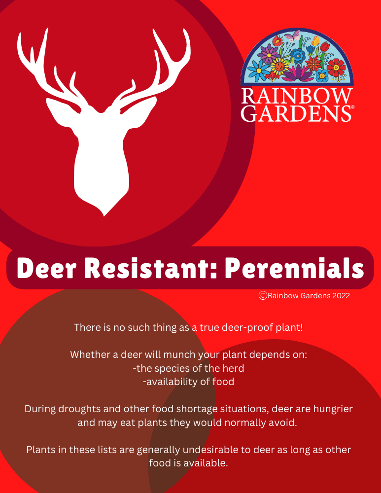 Deer Resistant Plants Perennials Rainbow Gardens
