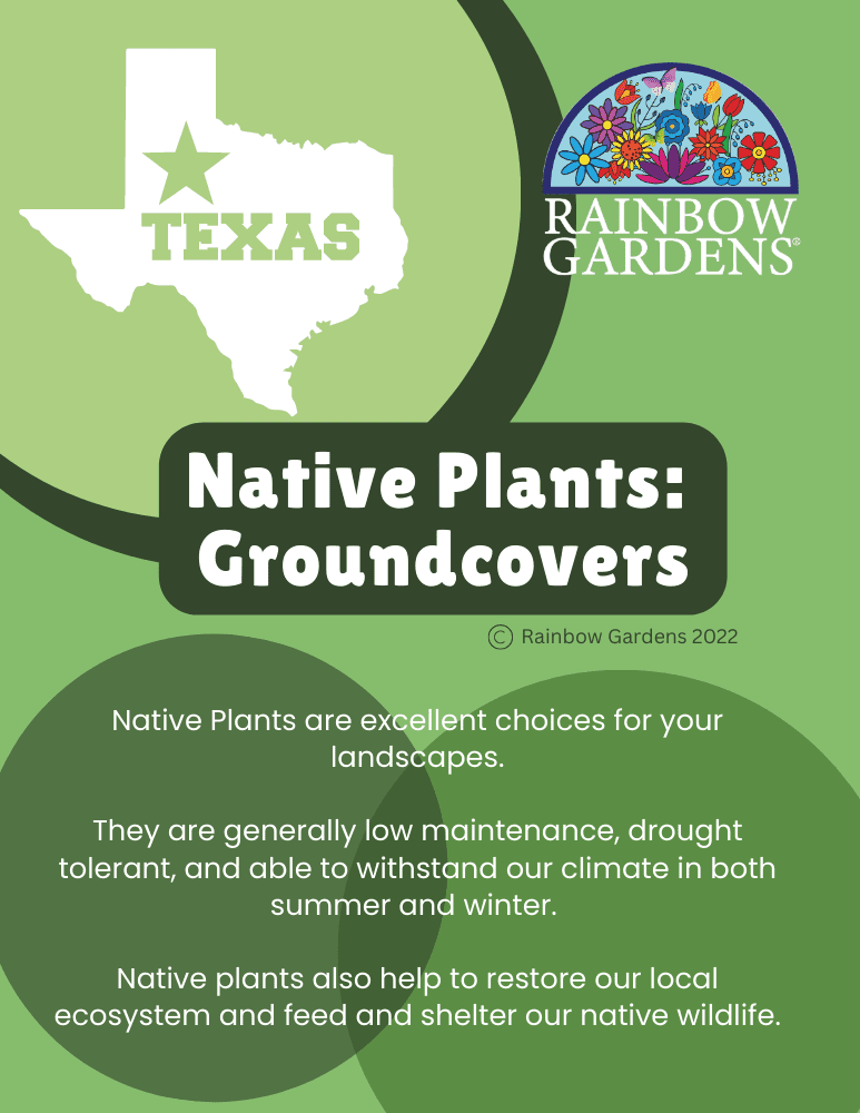 Native-Plants-Groundcovers-image