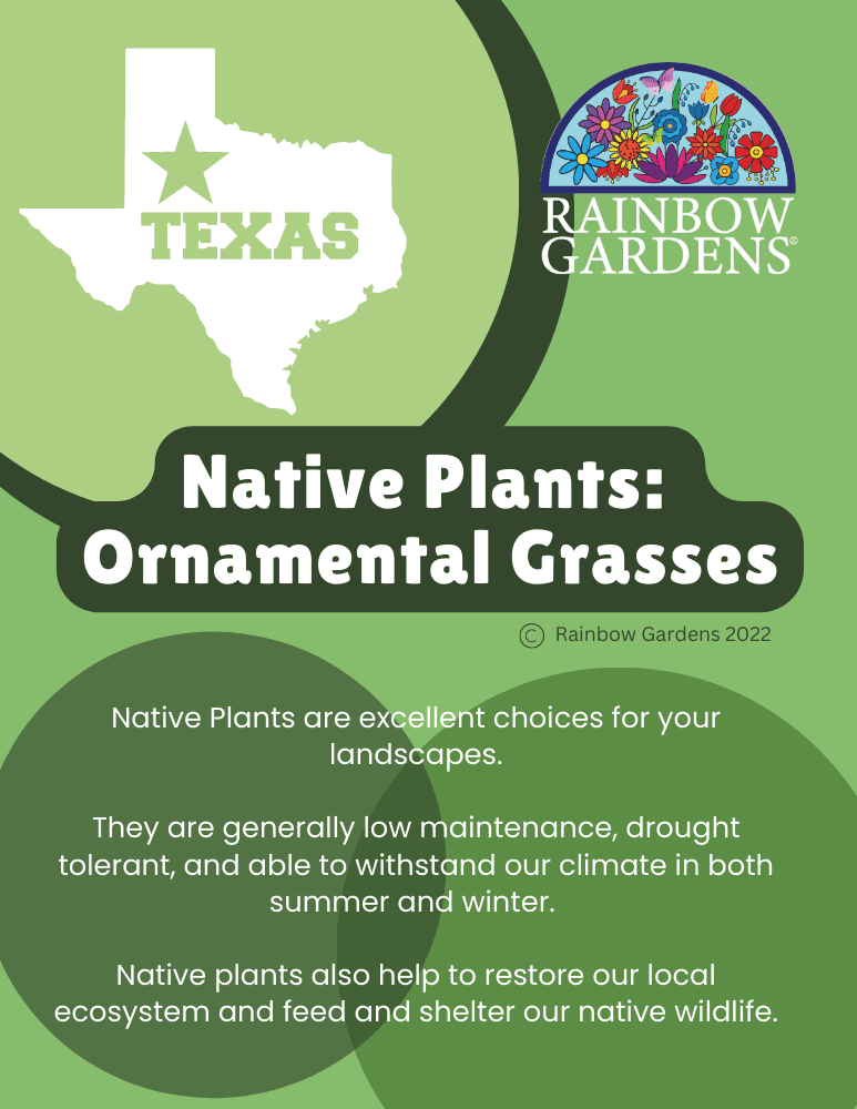 Native-Plants-Ornamental-Grasses-image