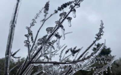 Taking Care of Plants After a Freeze in South Central Texas