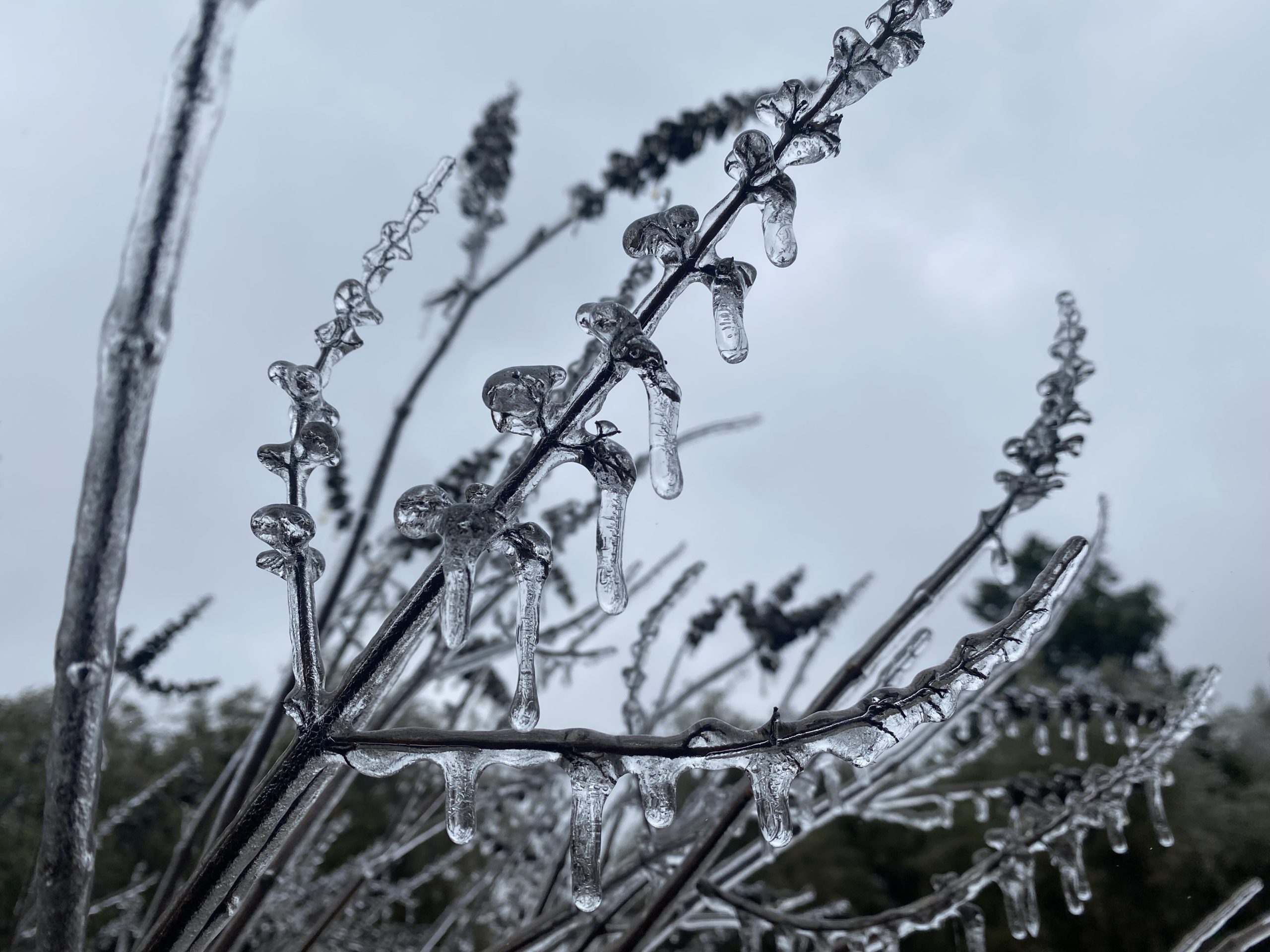 Tips for plants after freeze damage in San Antonio.