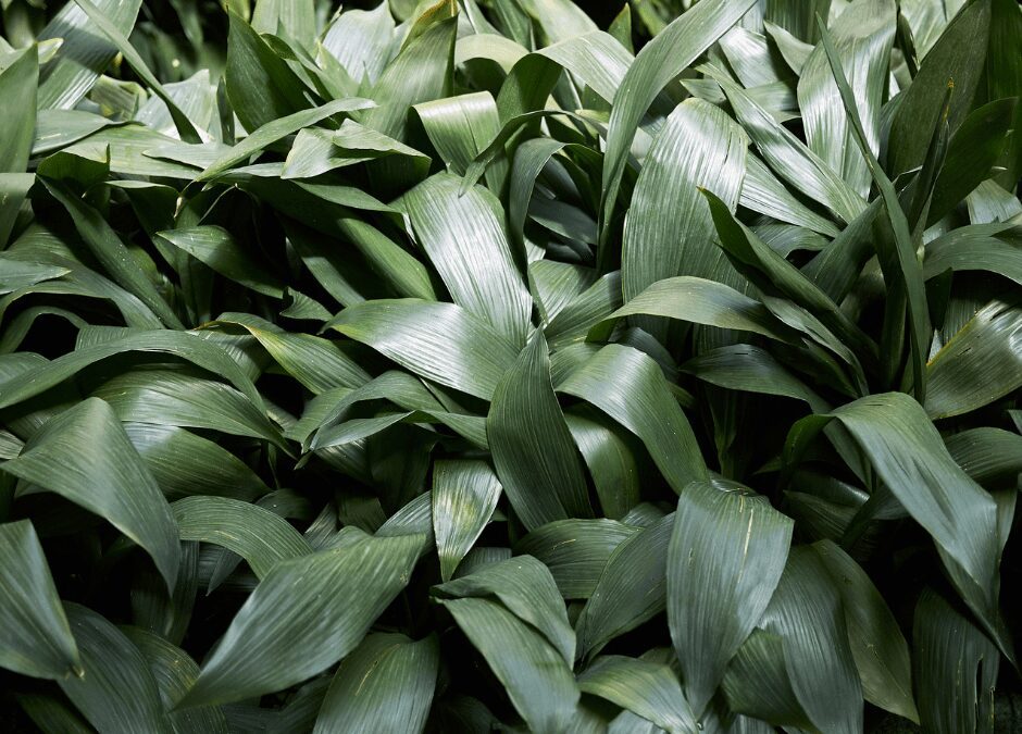 Cast Iron Plants for the Shade.