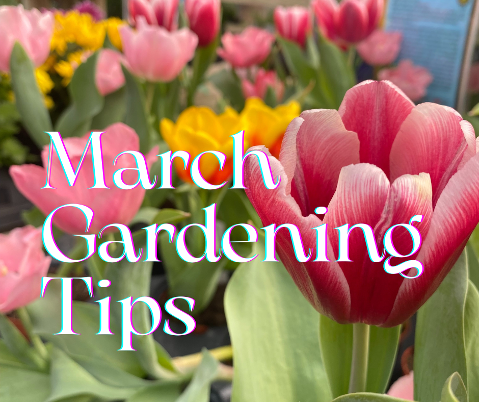 March Gardening Tips graphic