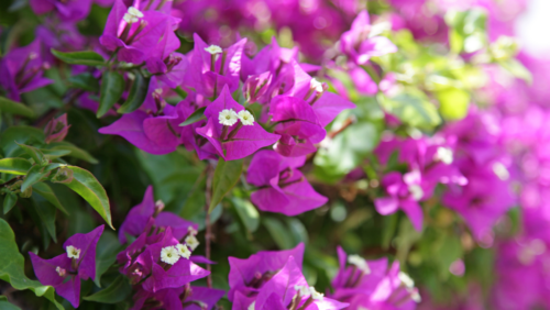 Hot Pink Bougainvillea