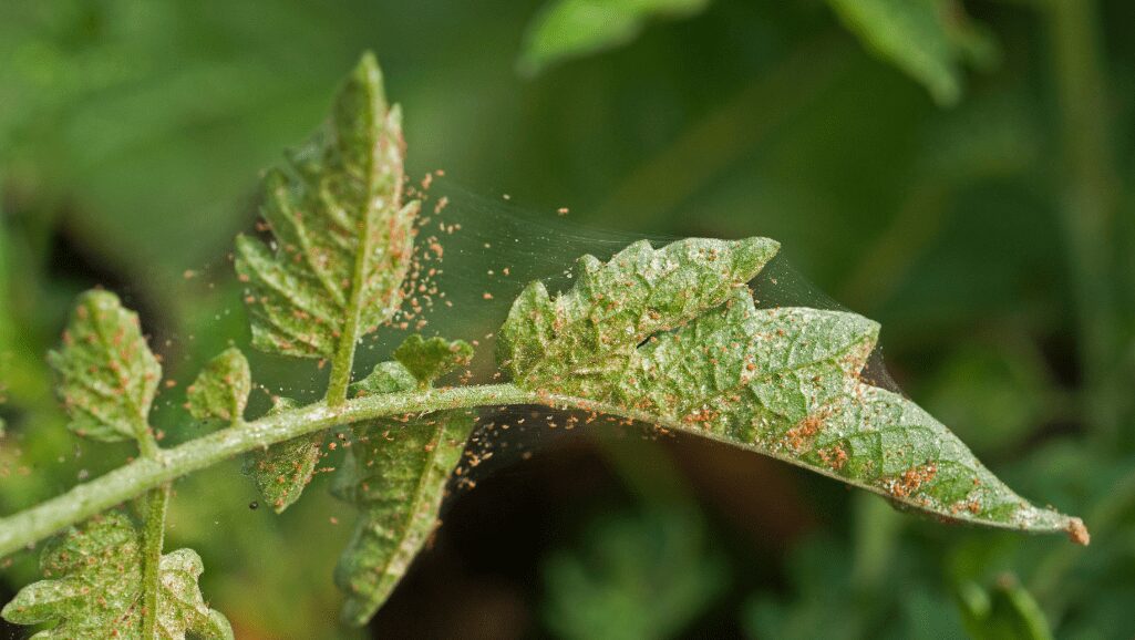 Spider mites on tomatoes can be avoided with good garden maintenance.