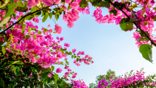 Bougainvillea sky view