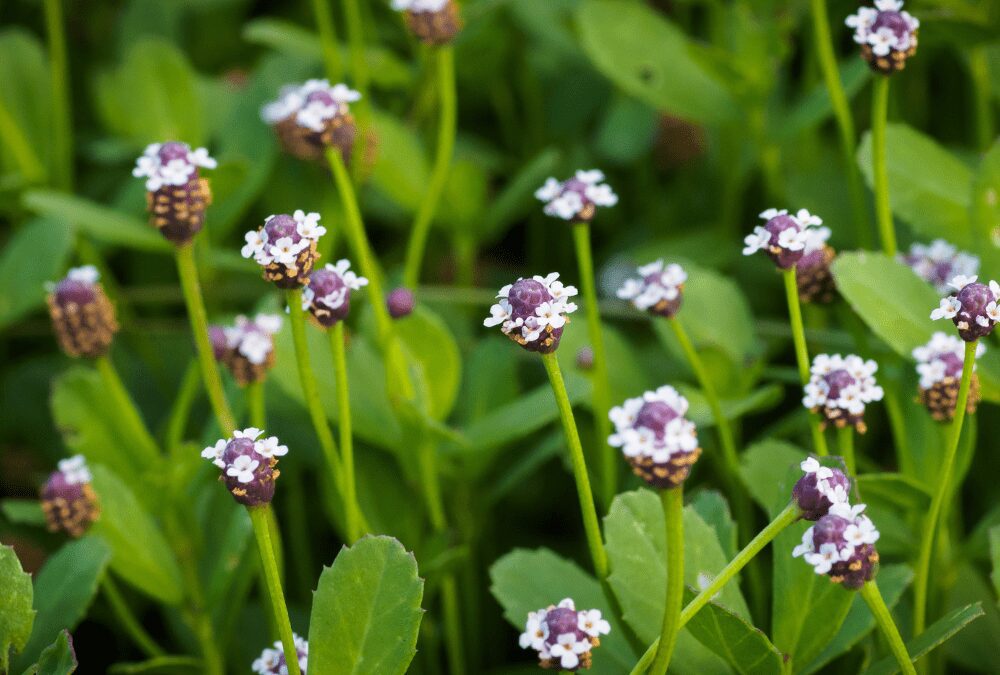 Frog Fruit groundcover
