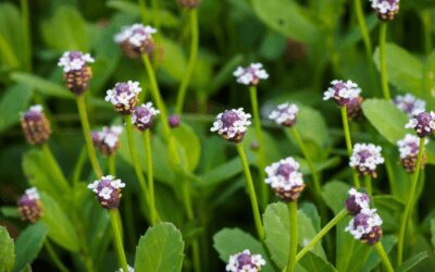 Frog Fruit: Funny Name, Terrific Groundcover!