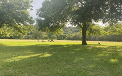 Trees are an Investment: Give Good Care Right from the Beginning