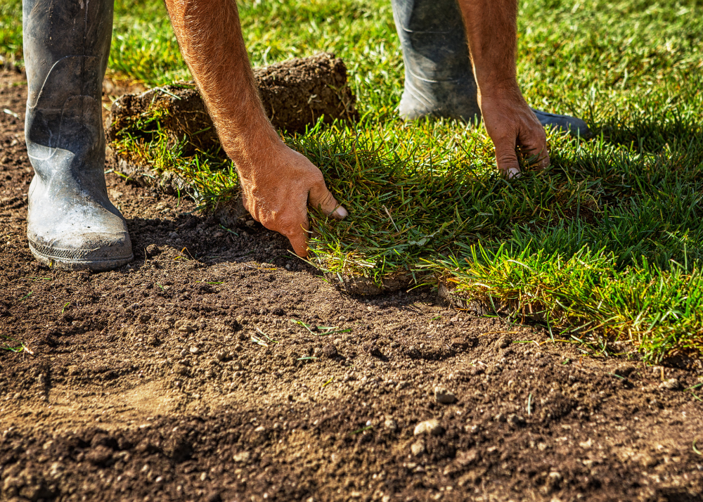 Re-sodding lawn and turf,