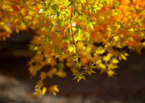 Yellow Japanese Maple