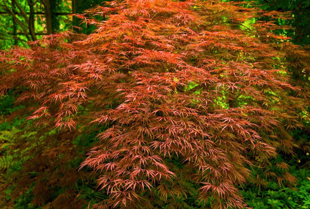 Japanese Maple with red leaves