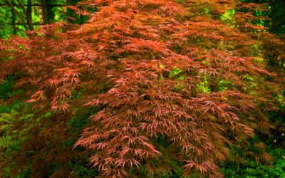 Growing Japanese Maples in San Antonio, Texas: Tips for Success